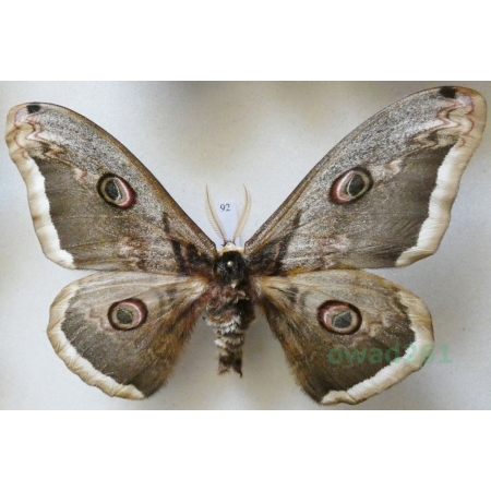 Saturnia pyri (Denis & Schiffermüller, 1775) male Pawica gruszówka Croatia 104mm92